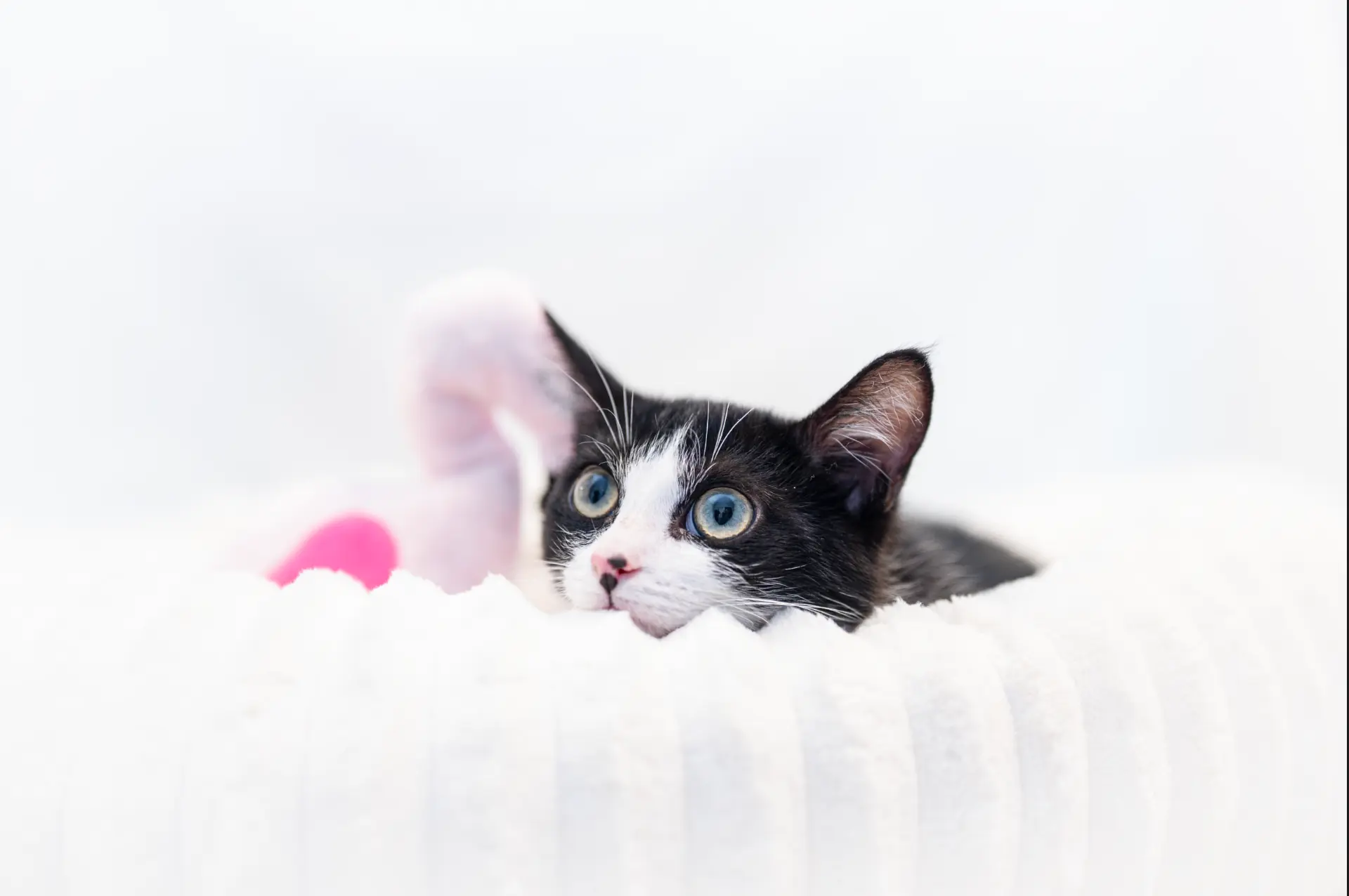 photographie animalière