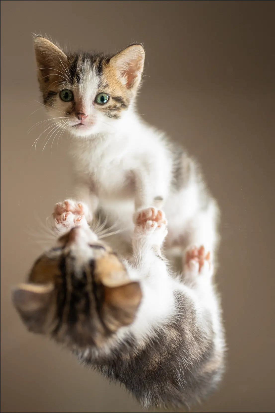 animaux