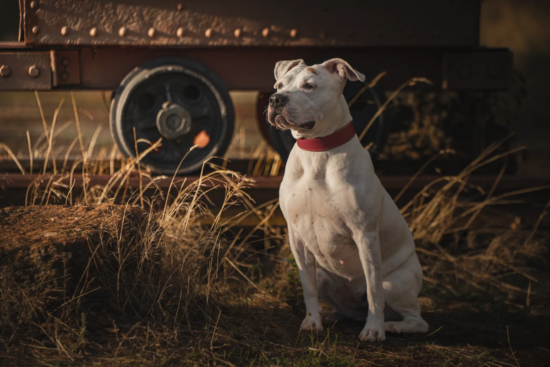 animaux