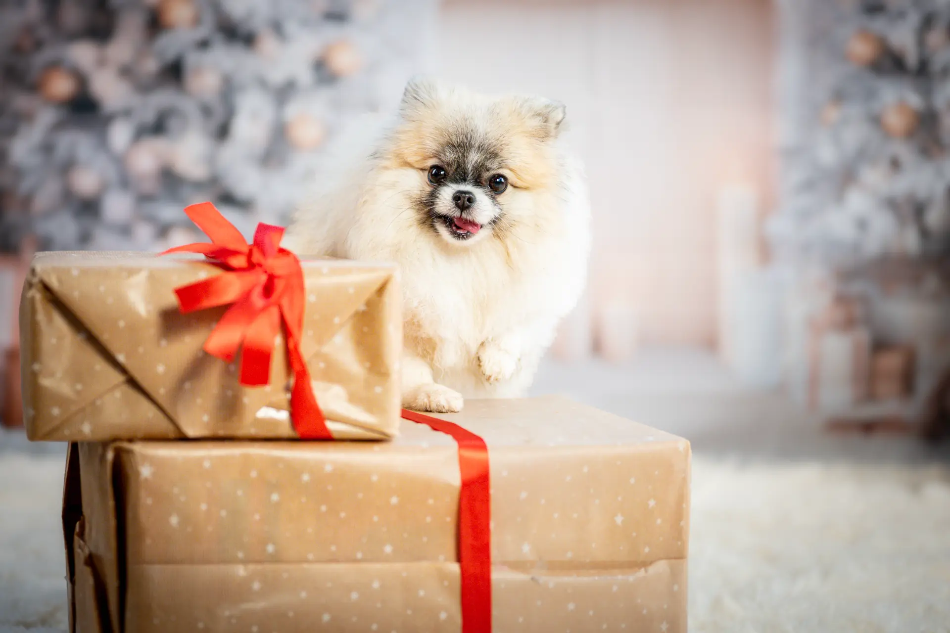 Offre Exclusive : Shooting & Calendrier de l’Avent Gourmand
