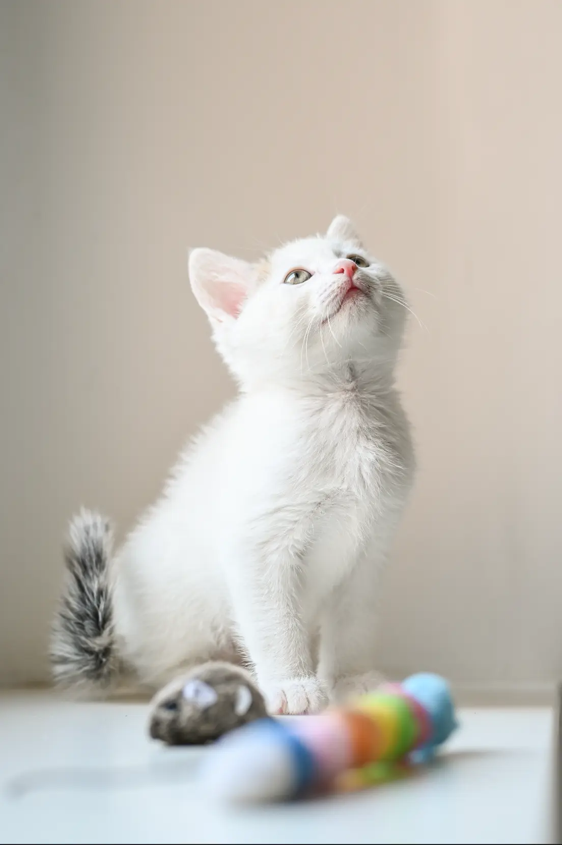animaux