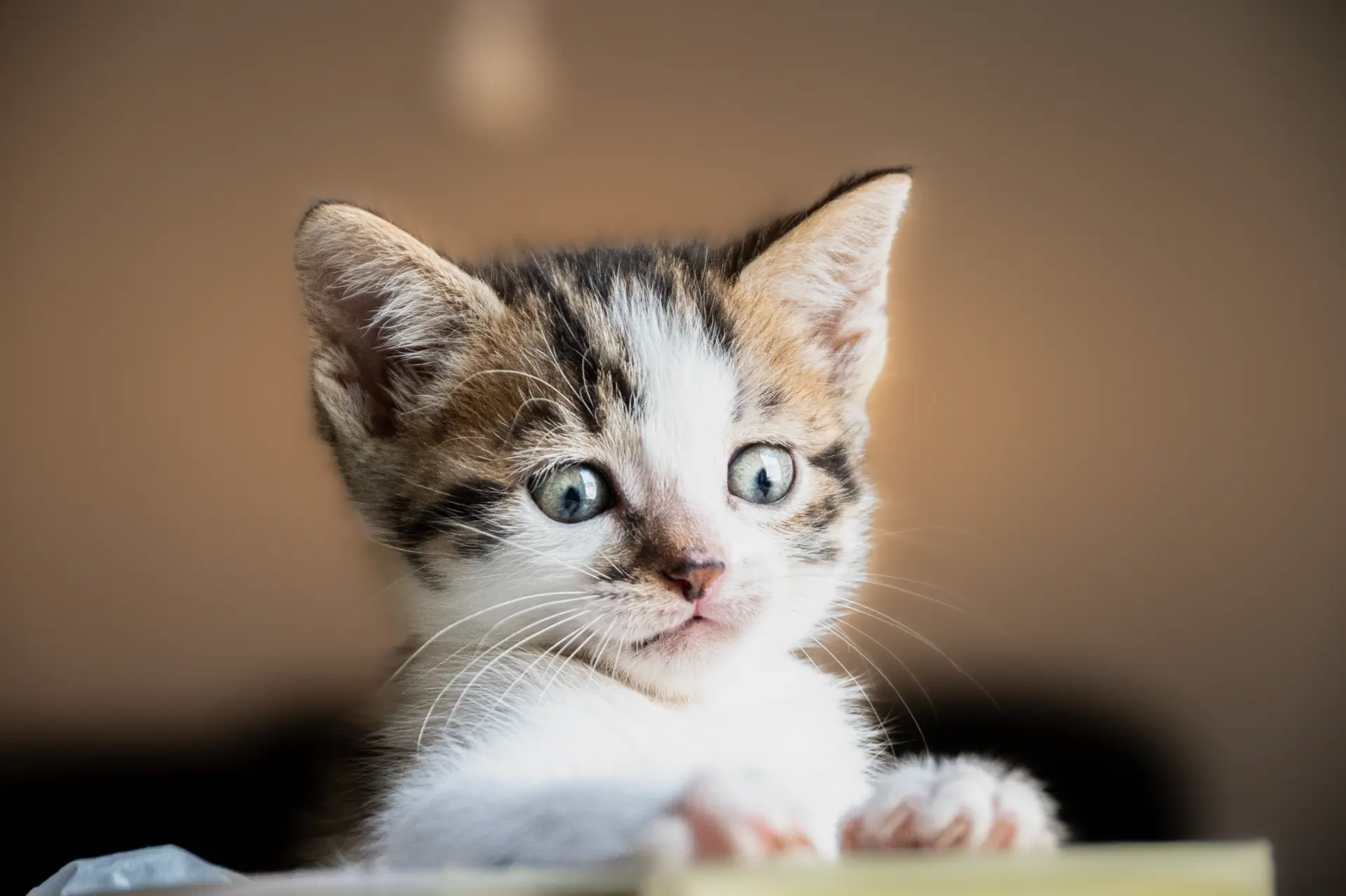 animaux