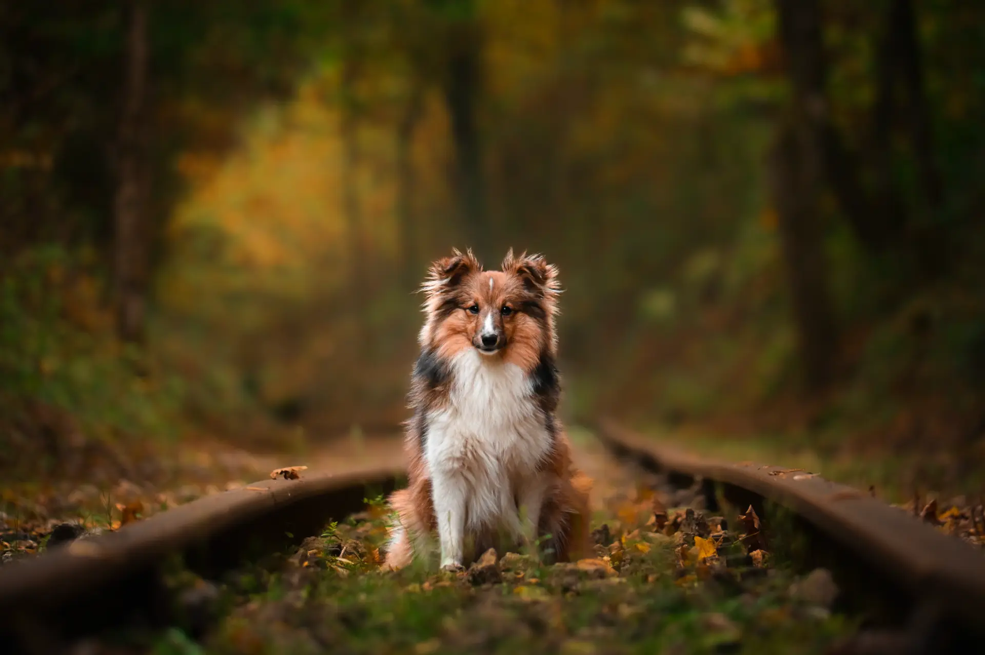 animaux