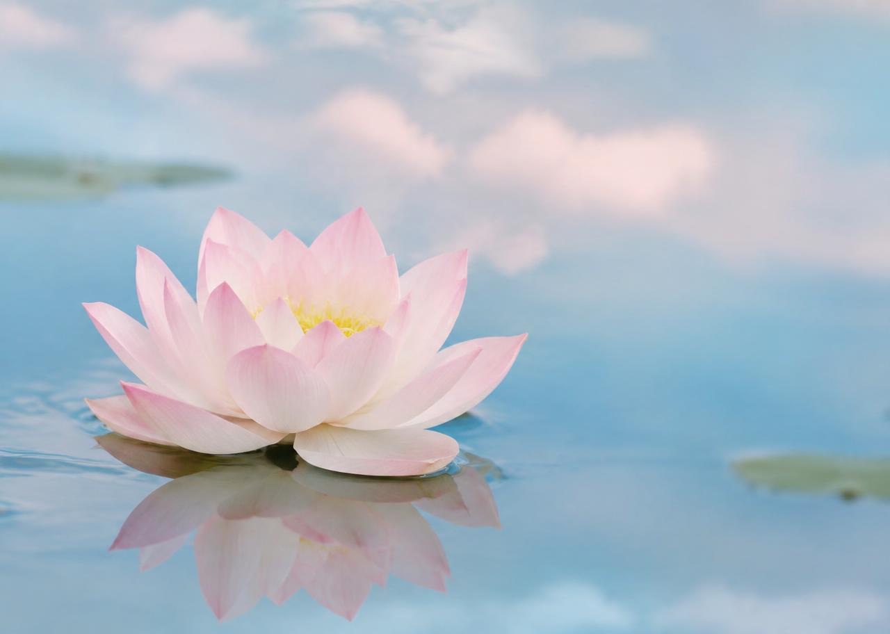 Fleur de lotus sur l'eau